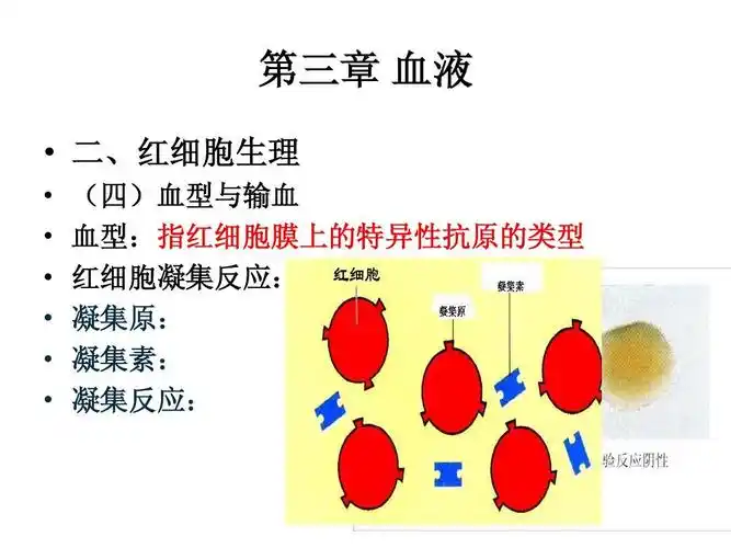 与输血 血型: 血型:指红细胞膜上的特异性抗原的类型 红细胞凝集反应