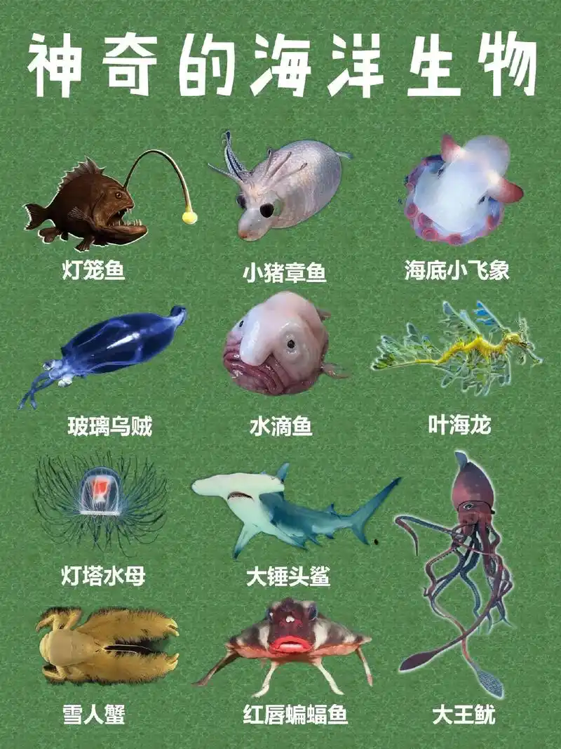 水母来来是深海的机械鼓手备课 - 抖音