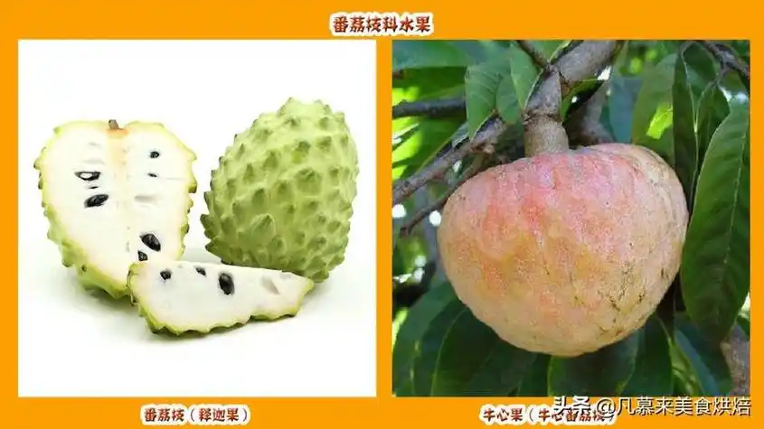 世界水果大全1000种