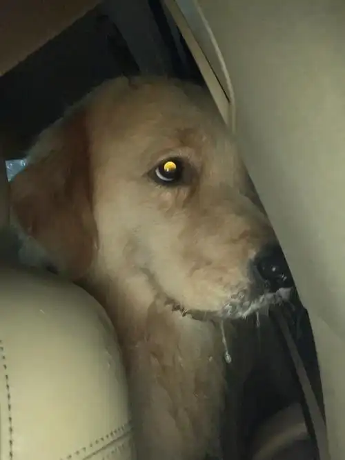 上车就要晕车的狗,好不容易一天吃饭吃的香结果全吐了,吐就算了,还在