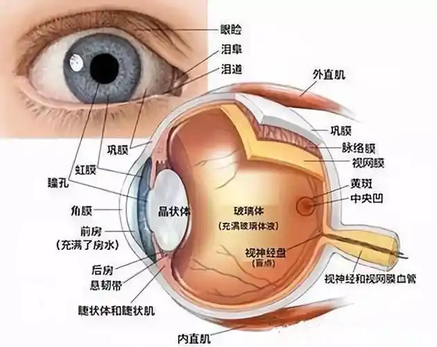 会影响眼睛弹性的那个"它"在哪呢?