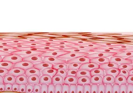 角质细胞皮肤细胞,在白色背景-矢量图层照片