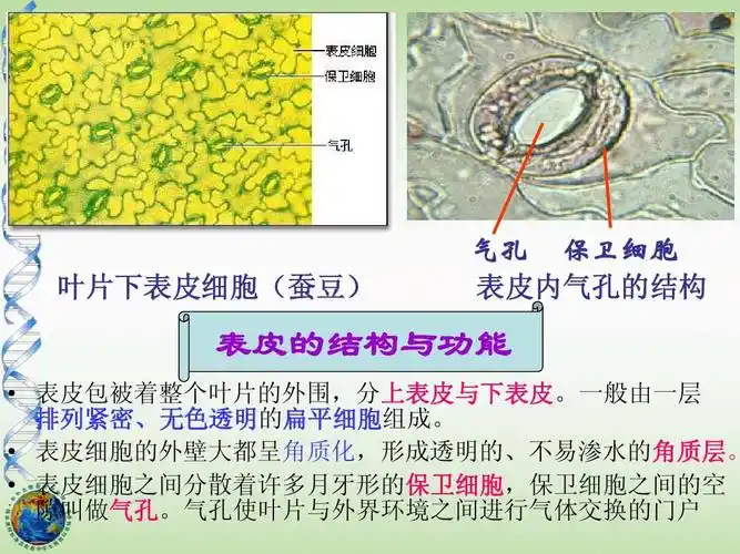 片下叶表皮细胞(蚕豆) 气孔 保 细胞卫表皮 内气孔结构 的表皮的构与
