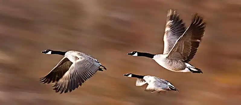 黑额黑雁,加拿大雁,飞行