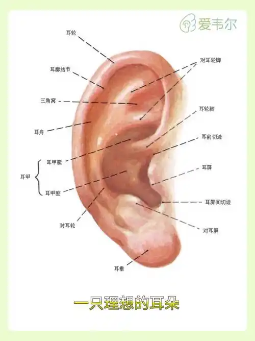 外耳廓结构大全,耳廓美学解剖
