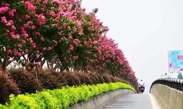 未来,华彩三农的这些行道树品种前景广阔