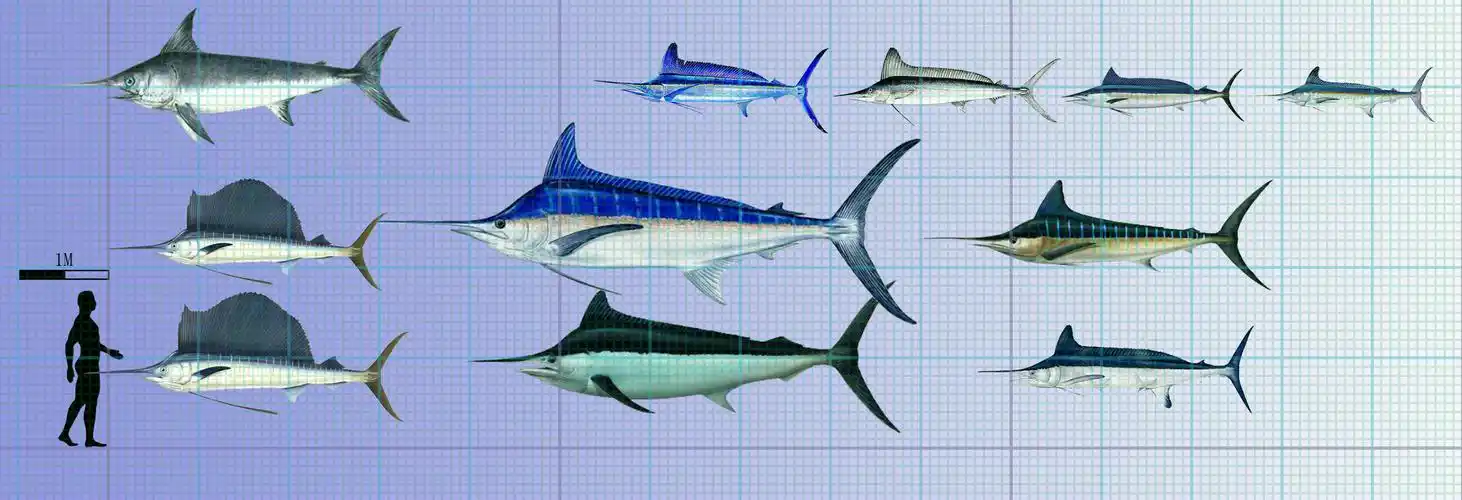 天下武功唯快不破旗鱼剑鱼科入门指南