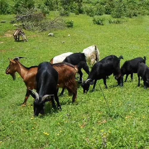 绿野种养供应农家生态散养土山羊 肉质鲜美,营养价值高-板栗交易网