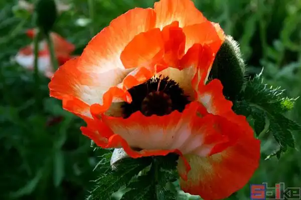 罂粟花卉百科_培育种植_品种图片_sbike