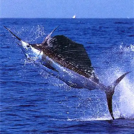 剑鱼趣谈活鱼雷