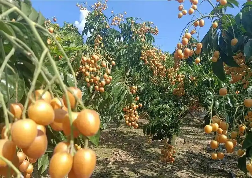 冷门水果知多少.顺时好物,岭南佳果 无核黄皮,滋滋有味 人间 - 抖音