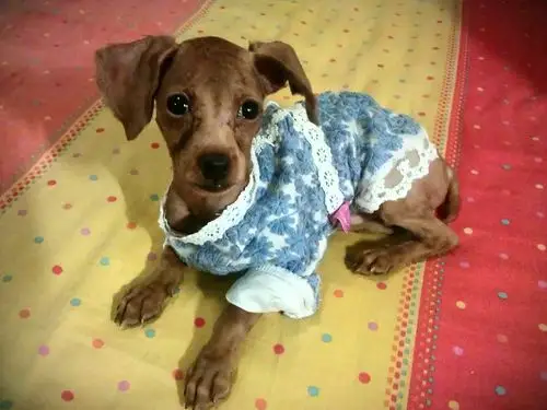 2012-11-22 泰迪的毛不卷了, 三个月的样子~ 20 2010-04-30 3个月的