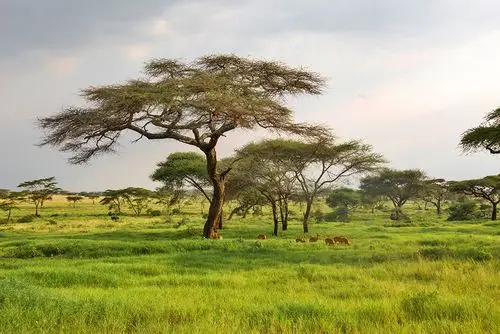 标题:美丽的东非大草原之三———稀"树"草原