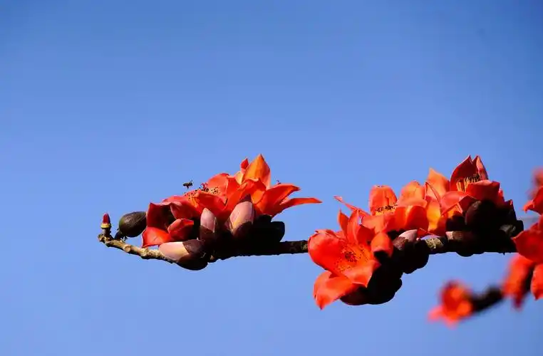 攀枝花(木棉花)盛开的时刻