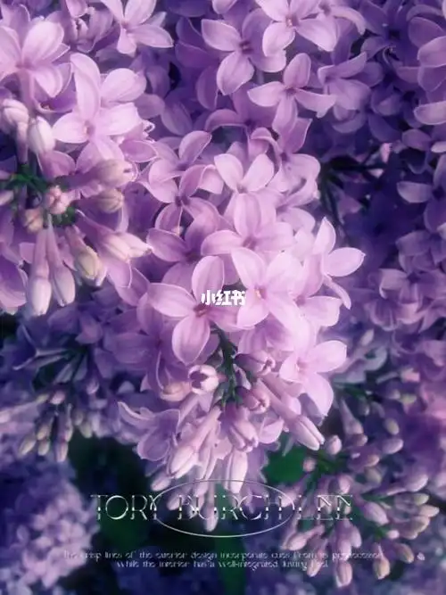 丁香花花语纯真无邪忧愁思念