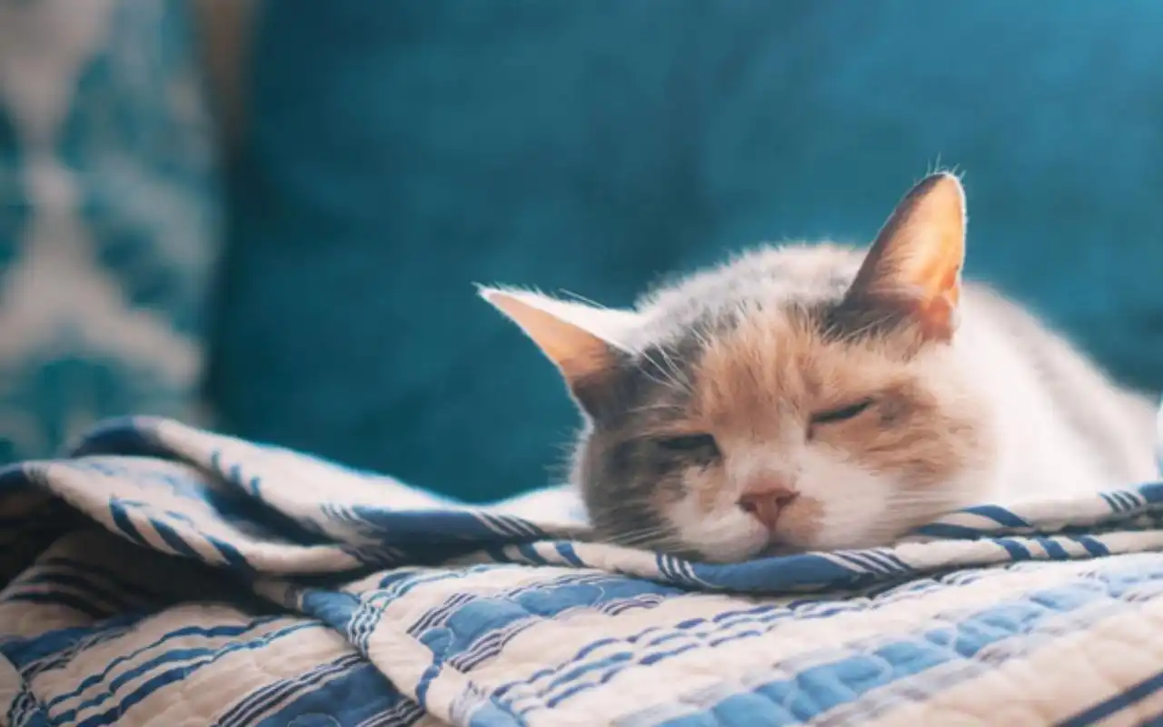 华为matepad pro可爱猫咪壁纸