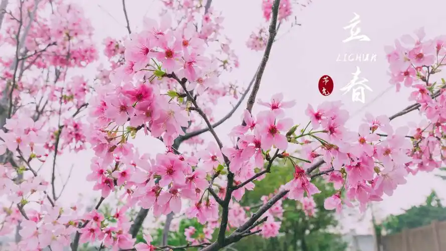 电脑壁纸 节日 节日合集 2021立春节气唯美樱花配图