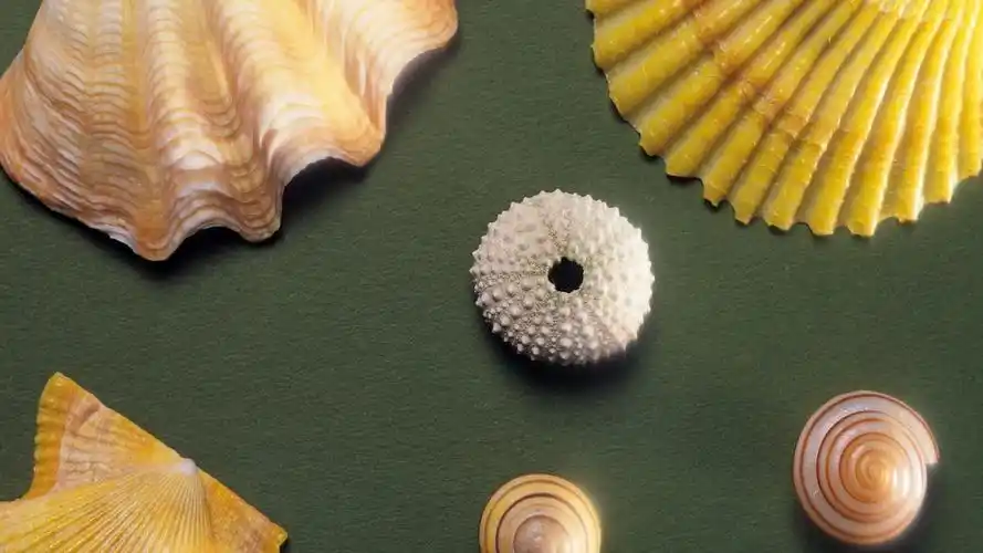 看到这些贝壳,你会惊叹.