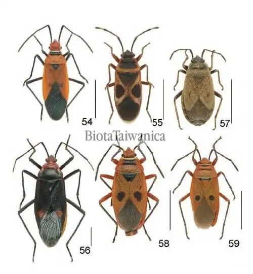 红蝽科的红蝽科有三百多种我实在不敢确定