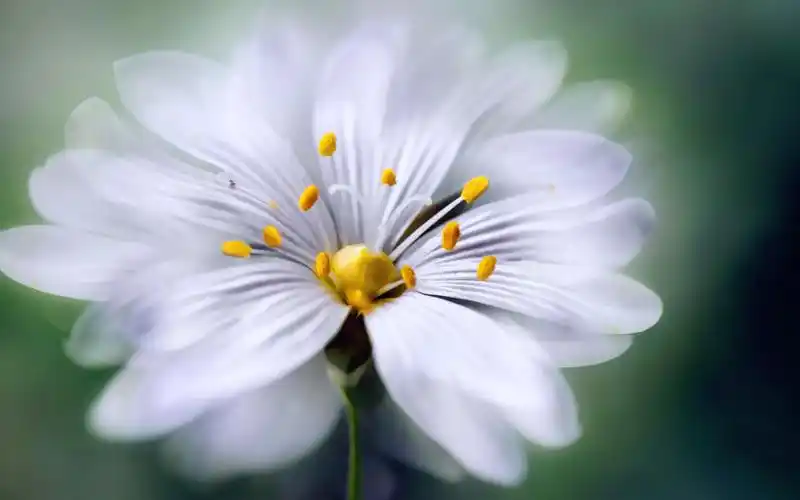 意境微距花朵壁纸_发现近距离中的清新美