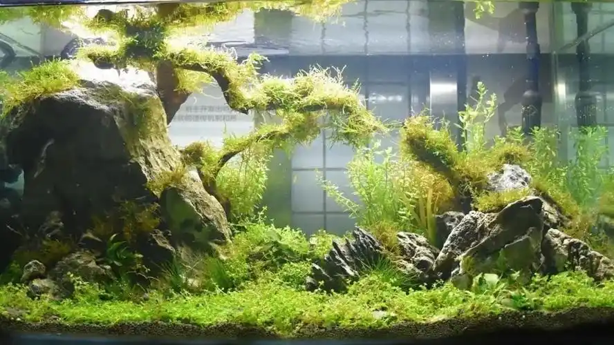 关于第五届水族箱景观设计大赛来pick吗