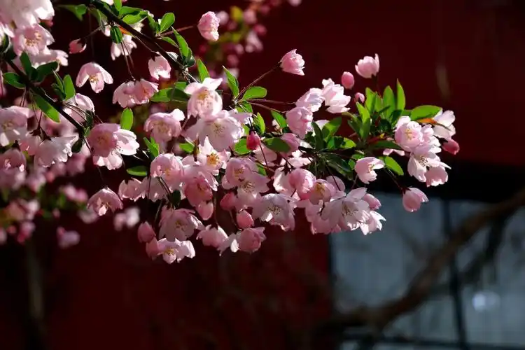 人间四月芳菲尽,海棠花开香满园