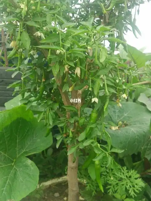 阳台种菜——(一)辣椒如何种成树(图文版)