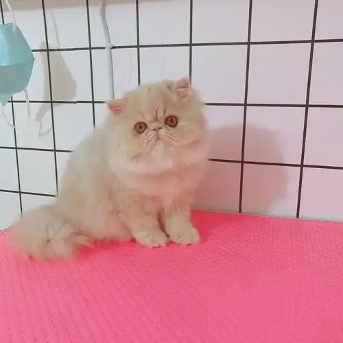 已售cfa血统加菲猫活体乳色长毛赛级公优价寻宠物家庭可上门定