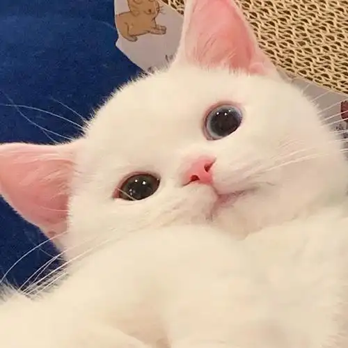 有可爱的喵喵头像吗