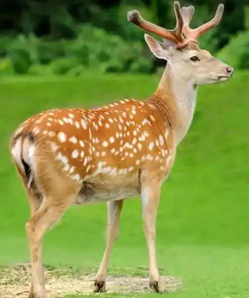 彭泽梅花鹿九江彭泽特产梅花鹿彭泽产地宝彭泽梅花鹿