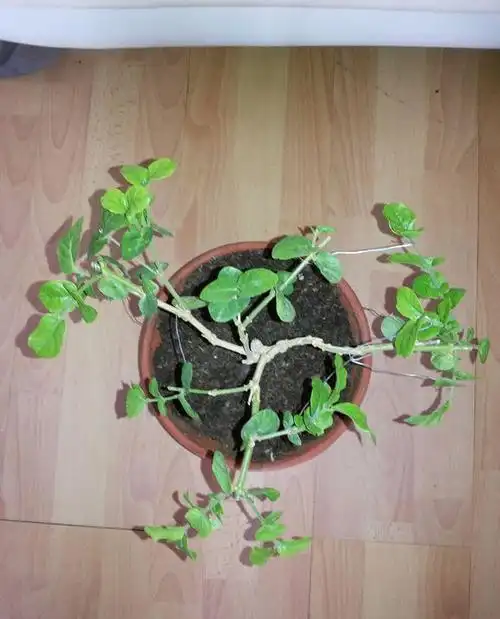 有型好看的茉莉花是怎么爆盆的?一招,让你家茉莉盆栽养爆盆