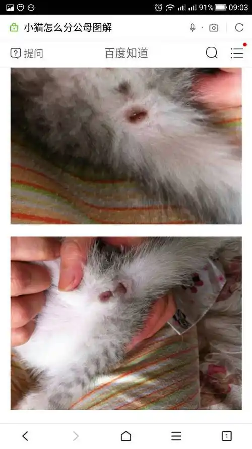 间距在1厘米左右的,是母猫;间距在2厘米以上的,是公猫.