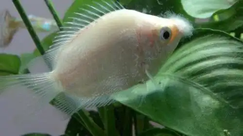 鱼的嘴上长了白毛怎么办?