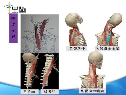部分肌肉解剖,功能解剖〈〉