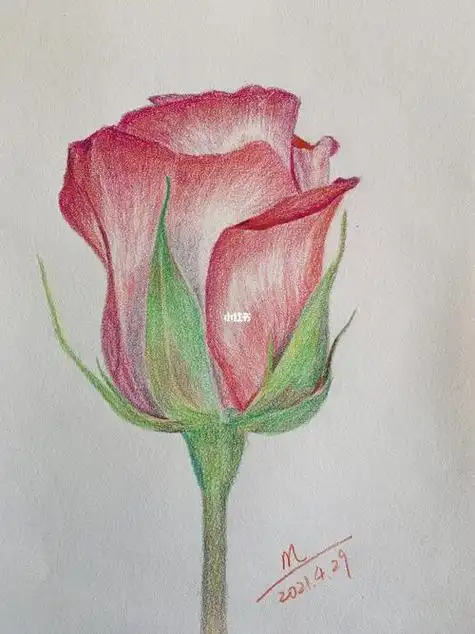 玫瑰花画画玫瑰花画画教程