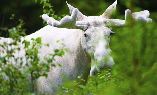 精神象征白色精灵驼鹿被射杀引加拿大土著不满悬赏寻猎手