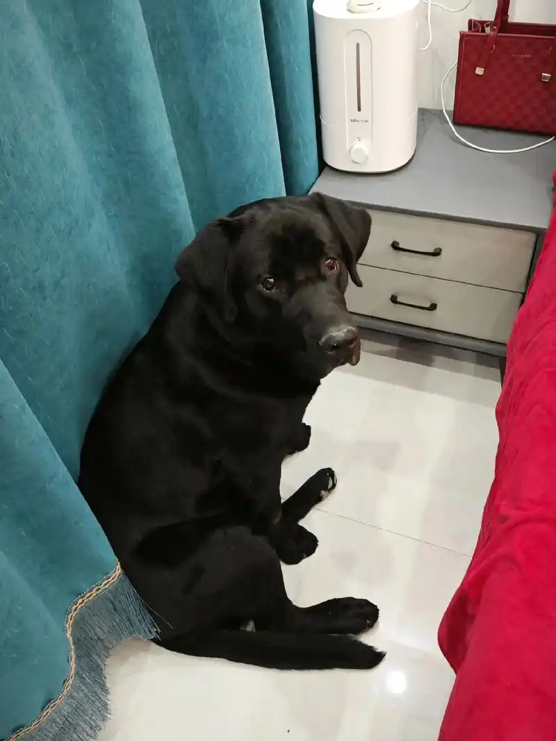 黑色拉布拉多 #拉布拉多日记 把它放家里一个星期,一回来好 - 抖音