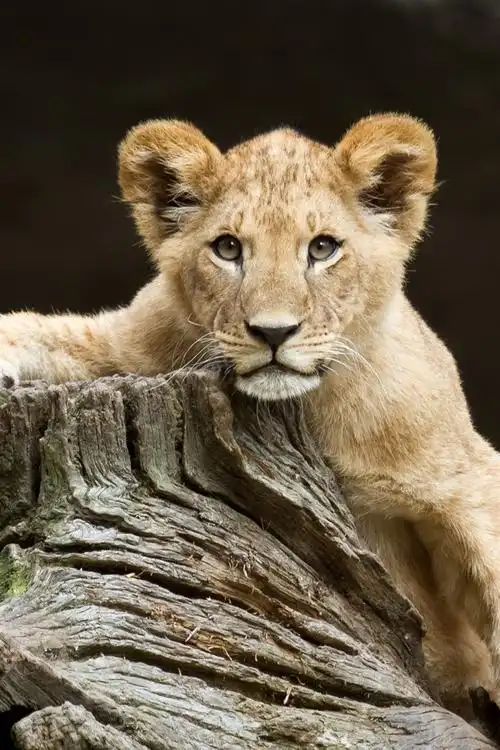 狮子幼崽,看,木材