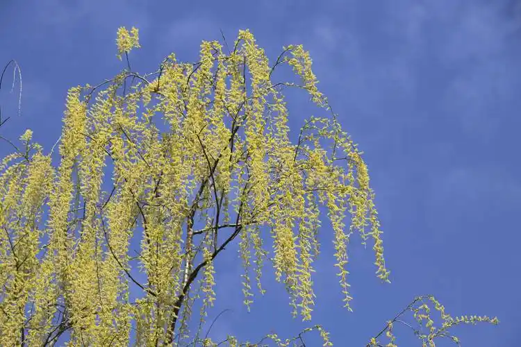 春风吹绿虞河柳