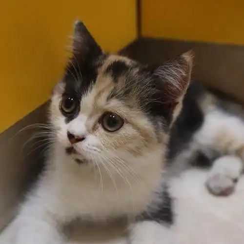 上海英短串串小奶猫求领养