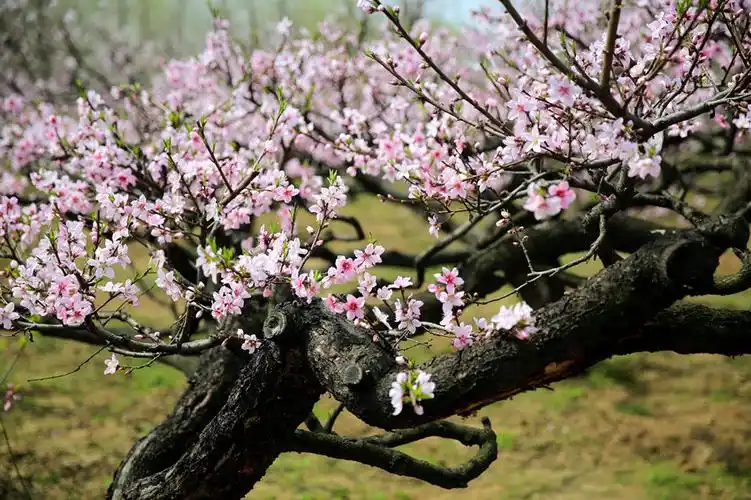 桃花盛开的地方 (/)