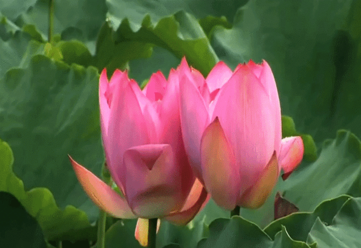 【gif-动图】—音画制作必备(荷花素材) - 夕阳无限美 - 夕阳无限美