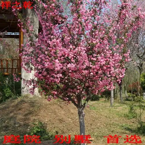 庭院海棠树苗西府垂丝北美精品盆栽地栽别墅开花植物重瓣四季种植