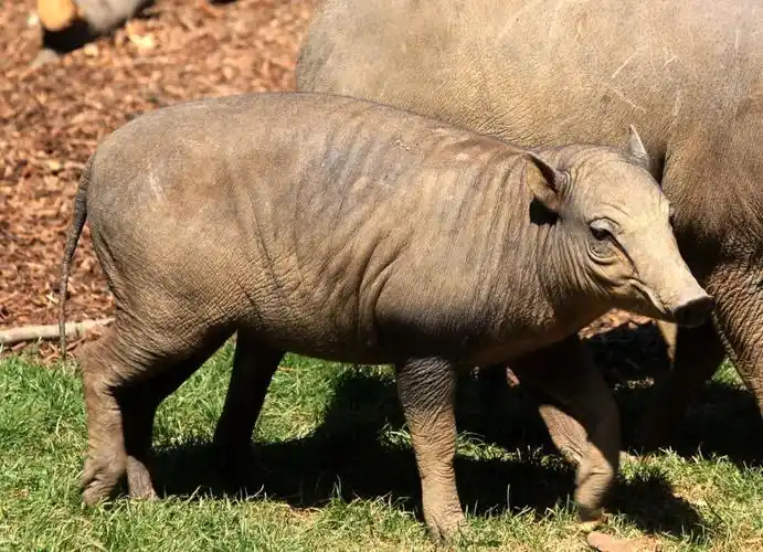 babyrousa babyrussa ssp. babyrussa linnaeus, 1758