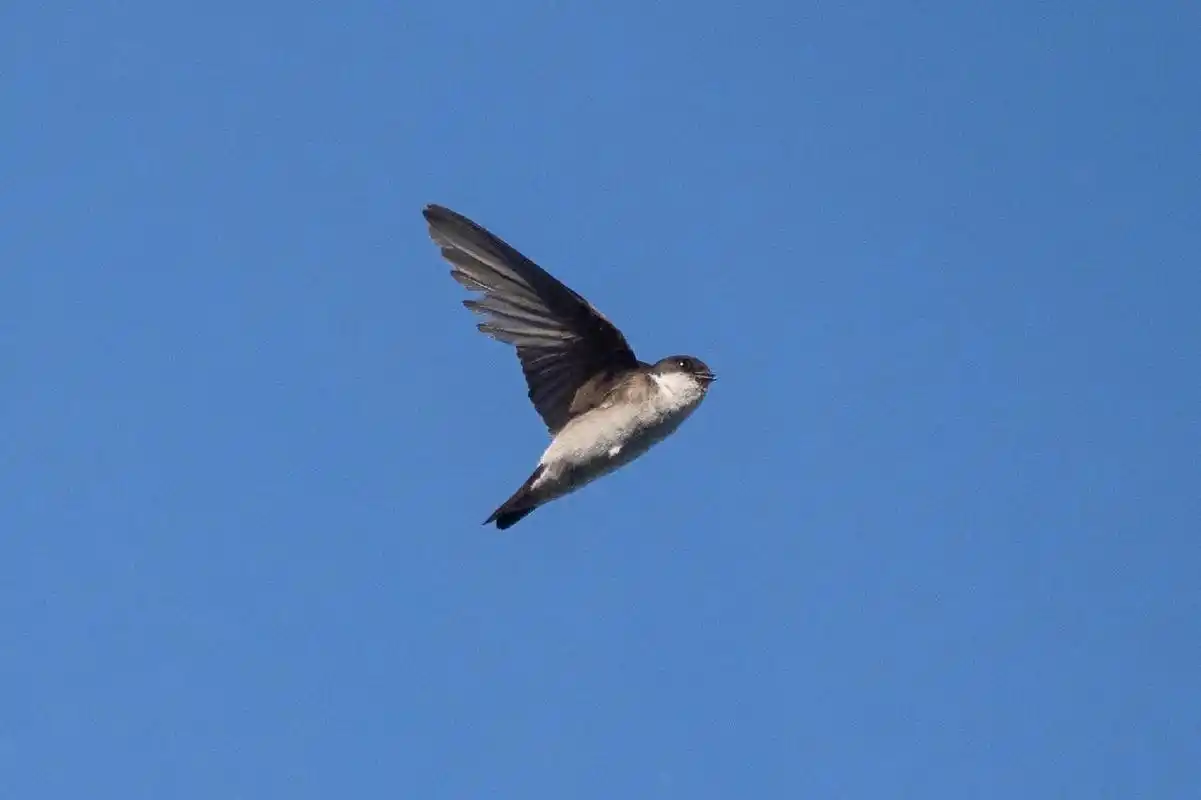 鸟类图鉴|烟腹毛脚燕 烟腹毛脚燕(英文名:asian house martin,学名