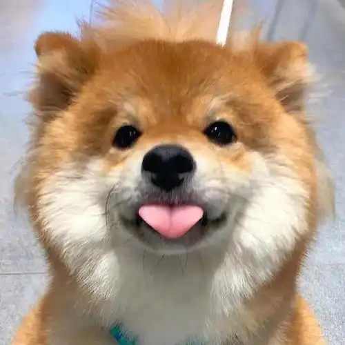 治愈系狗头像(治愈系柴柴狗头像)(4)