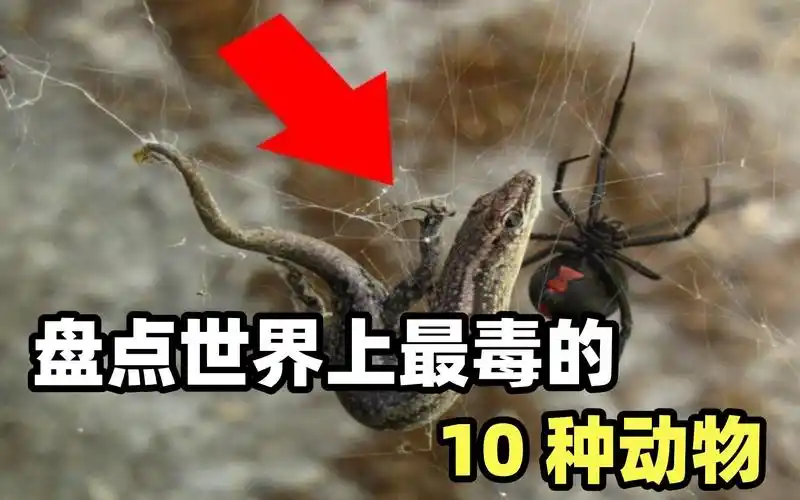 盘点世界上最毒的10种动物:巴西流浪蜘蛛仅排第8,贝尔彻海蛇屈居第2