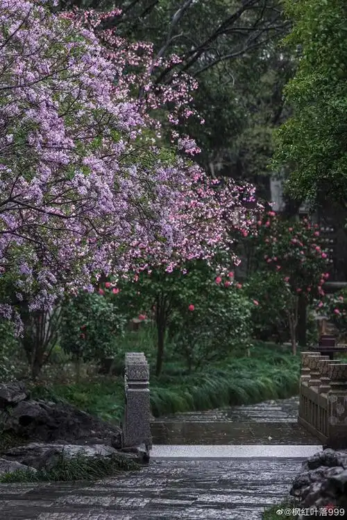 苏州日历|雨中丁香花.