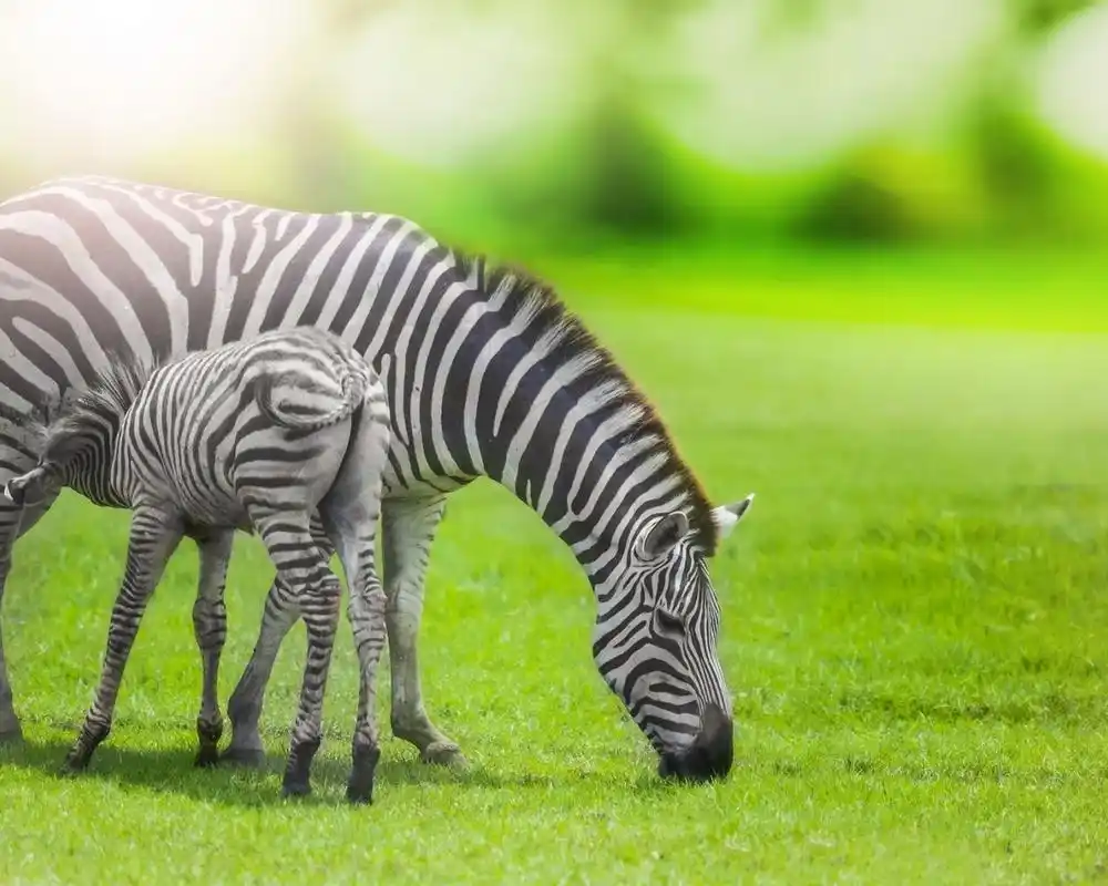精选自然界中的各种动物壁纸图片分享
