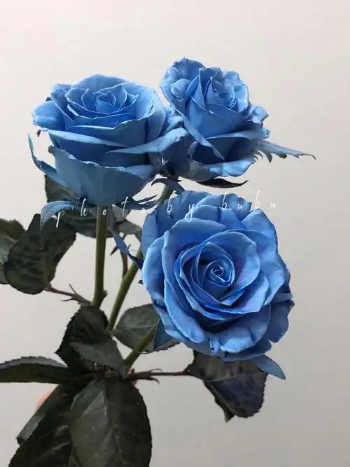 蓝色玫瑰